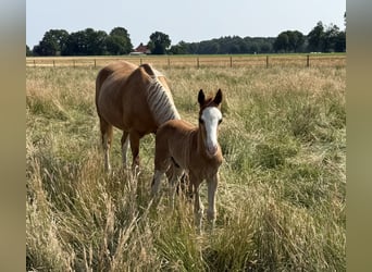 Poney de selle allemand, Étalon, 1 Année, 145 cm, Alezan