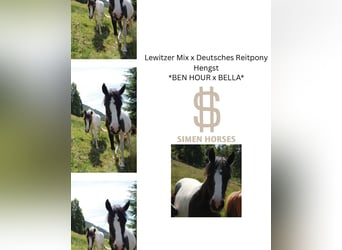 Poney de selle allemand Croisé, Étalon, 1 Année, 145 cm, Pinto