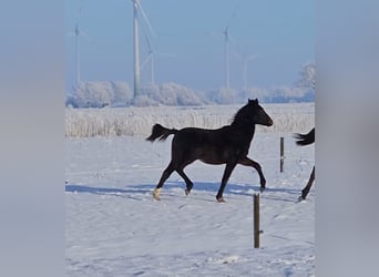 Poney de selle allemand, Étalon, 1 Année, 146 cm, Bai brun