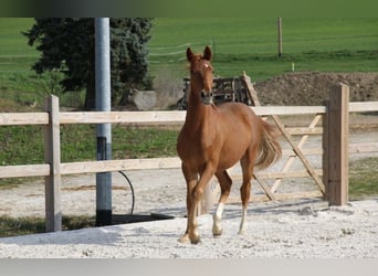 Poney de selle allemand, Étalon, 1 Année, 148 cm, Alezan