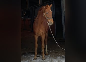 Poney de selle allemand, Étalon, 1 Année, 148 cm, Alezan