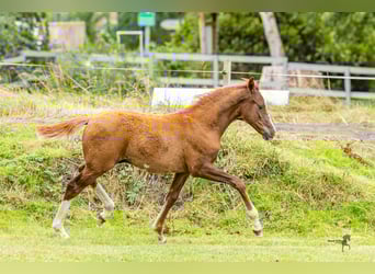 Poney de selle allemand, Étalon, 1 Année, 148 cm, Alezan