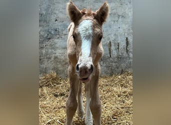 Poney de selle allemand, Étalon, 1 Année, 148 cm, Alezan dun