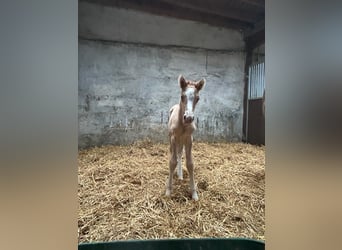 Poney de selle allemand, Étalon, 1 Année, 148 cm, Alezan dun