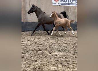 Poney de selle allemand, Étalon, 1 Année, 148 cm, Alezan dun