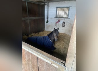 Poney de selle allemand, Étalon, 1 Année, 148 cm, Buckskin