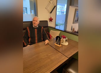 Poney de selle allemand, Étalon, 1 Année, 148 cm, Buckskin