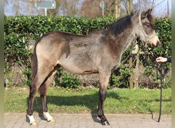 Poney de selle allemand, Étalon, 1 Année, 148 cm, Buckskin