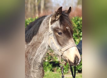Poney de selle allemand, Étalon, 1 Année, 148 cm, Buckskin