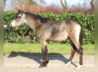 Poney de selle allemand, Étalon, 1 Année, 148 cm, Buckskin