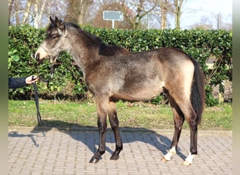 Poney de selle allemand, Étalon, 1 Année, 148 cm, Buckskin