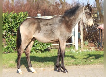 Poney de selle allemand, Étalon, 1 Année, 148 cm, Buckskin