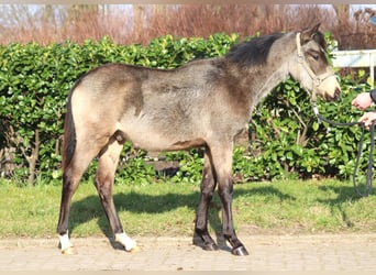 Poney de selle allemand, Étalon, 1 Année, 148 cm, Buckskin