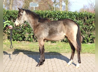 Poney de selle allemand, Étalon, 1 Année, 148 cm, Buckskin