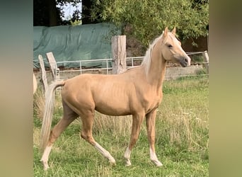 Poney de selle allemand, Étalon, 1 Année, 148 cm