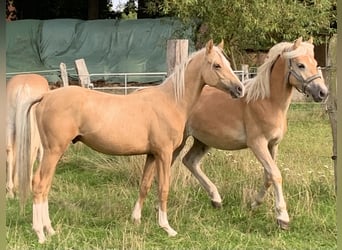 Poney de selle allemand, Étalon, 1 Année, 148 cm