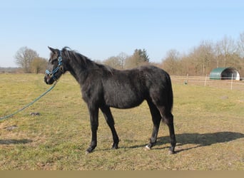 Poney de selle allemand, Étalon, 1 Année, 148 cm, Gris noir