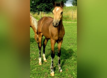 Poney de selle allemand, Étalon, 1 Année, 148 cm, Isabelle