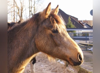 Poney de selle allemand, Étalon, 1 Année, 148 cm, Isabelle