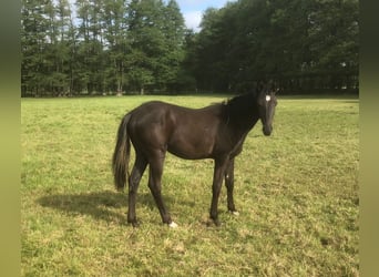 Poney de selle allemand, Étalon, 1 Année, 148 cm, Noir
