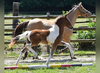 Poney de selle allemand, Étalon, 1 Année, 148 cm, Tobiano-toutes couleurs