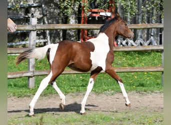 Poney de selle allemand, Étalon, 1 Année, 148 cm, Tobiano-toutes couleurs
