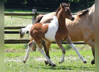 Poney de selle allemand, Étalon, 1 Année, 148 cm, Tobiano-toutes couleurs