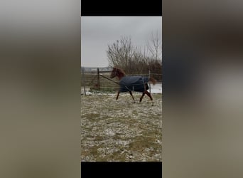 Poney de selle allemand, Étalon, 1 Année, 150 cm, Alezan brûlé
