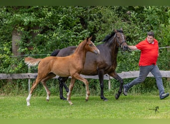 Poney de selle allemand, Étalon, 1 Année, 150 cm, Alezan