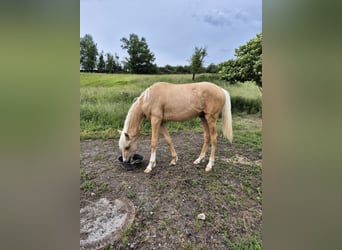 Poney de selle allemand, Étalon, 1 Année, 155 cm, Palomino