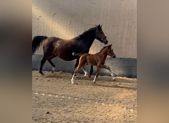 Poney de selle allemand, Étalon, 1 Année, Bai