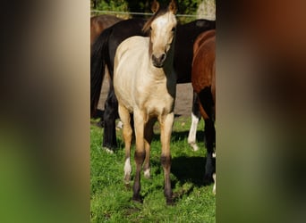 Poney de selle allemand, Étalon, 1 Année, Buckskin