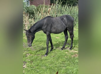 Poney de selle allemand, Étalon, 1 Année, Gris