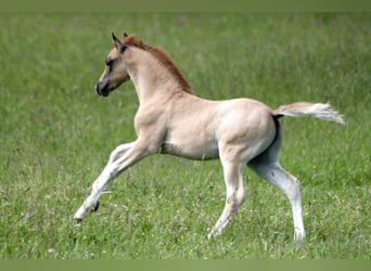 Poney de selle allemand, Étalon, 1 Année, Rouan Rouge