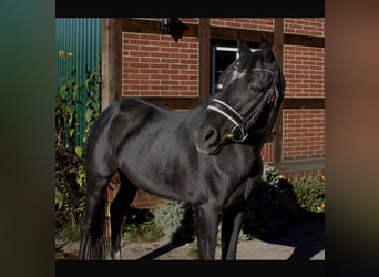 Poney de selle allemand, Étalon, 21 Ans, 152 cm, Bai brun foncé