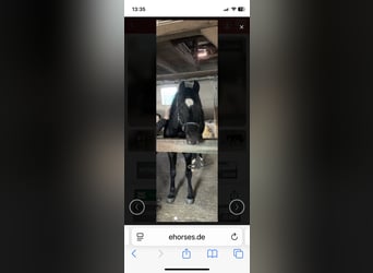 Poney de selle allemand, Étalon, 21 Ans, 152 cm, Bai brun foncé