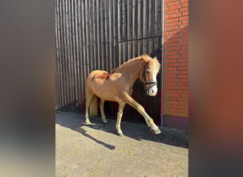 Poney de selle allemand, Étalon, 22 Ans, 148 cm, Alezan