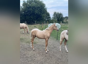 Poney de selle allemand, Étalon, 2 Ans, 102 cm, Palomino