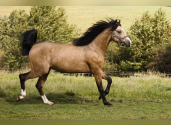 Poney de selle allemand, Étalon, 2 Ans, 130 cm, Isabelle