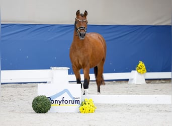 Poney de selle allemand, Étalon, 2 Ans, 136 cm, Bai