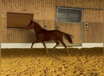 Poney de selle allemand, Étalon, 2 Ans, 143 cm, Alezan