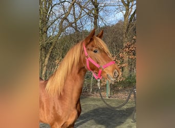 Poney de selle allemand, Étalon, 2 Ans, 143 cm, Alezan