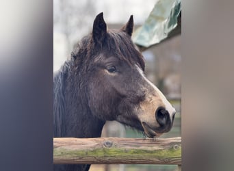 Poney de selle allemand, Étalon, 2 Ans, 143 cm, Buckskin