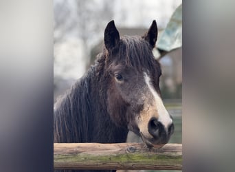 Poney de selle allemand, Étalon, 2 Ans, 143 cm, Buckskin