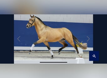 Poney de selle allemand, Étalon, 2 Ans, 143 cm, Isabelle