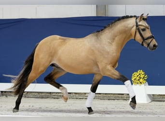 Poney de selle allemand, Étalon, 2 Ans, 143 cm, Isabelle