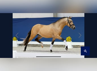 Poney de selle allemand, Étalon, 2 Ans, 143 cm, Isabelle