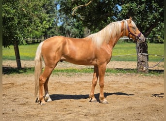 Poney de selle allemand, Étalon, 2 Ans, 143 cm, Palomino