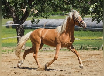 Poney de selle allemand, Étalon, 2 Ans, 143 cm, Palomino