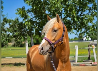 Poney de selle allemand, Étalon, 2 Ans, 143 cm, Palomino